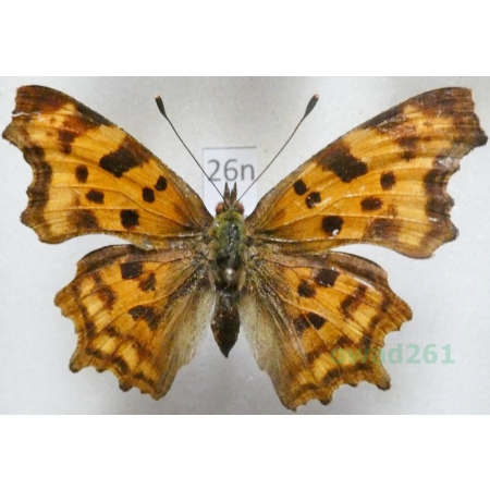 Polygonia c-album (Linnaeus, 1758)  Rusałka ceik Poland26n